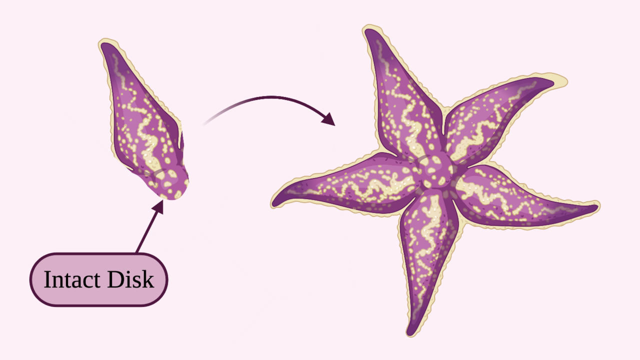 Starfish regeneration