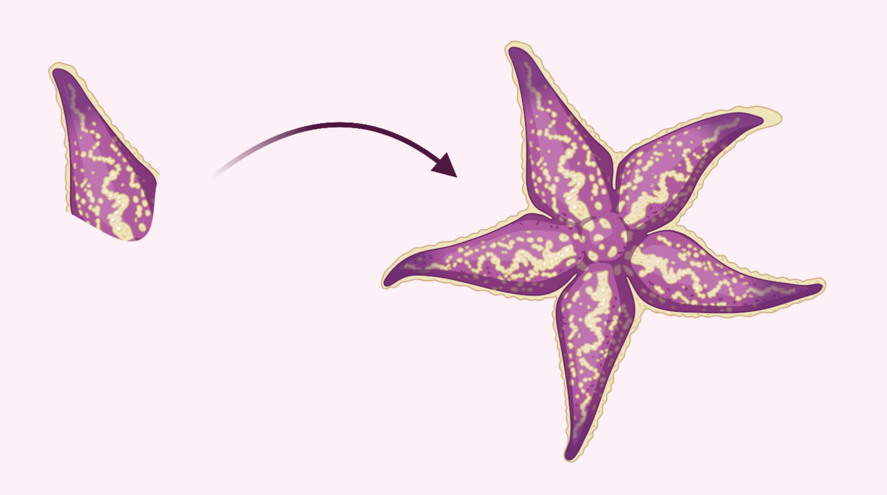Starfish regeneration