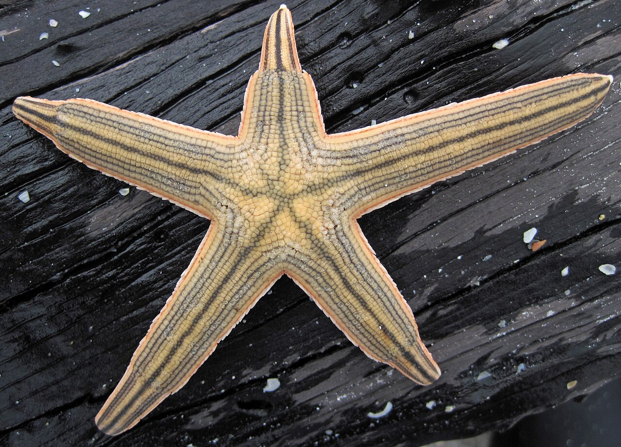 Starfish regeneration