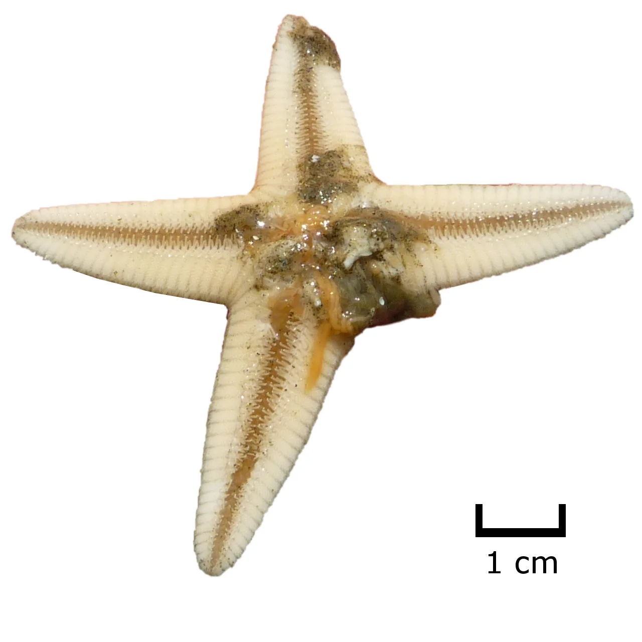 Starfish regeneration