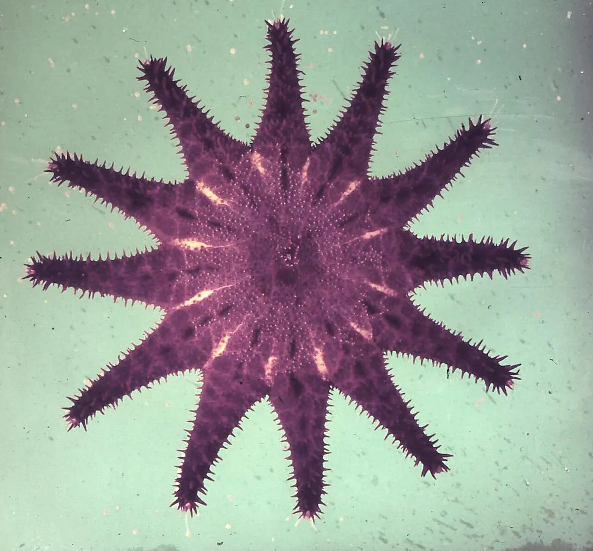 Acanthaster brevispinus