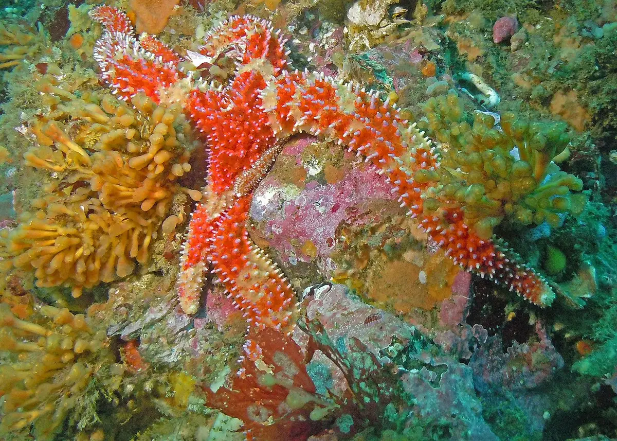 Orthasterias