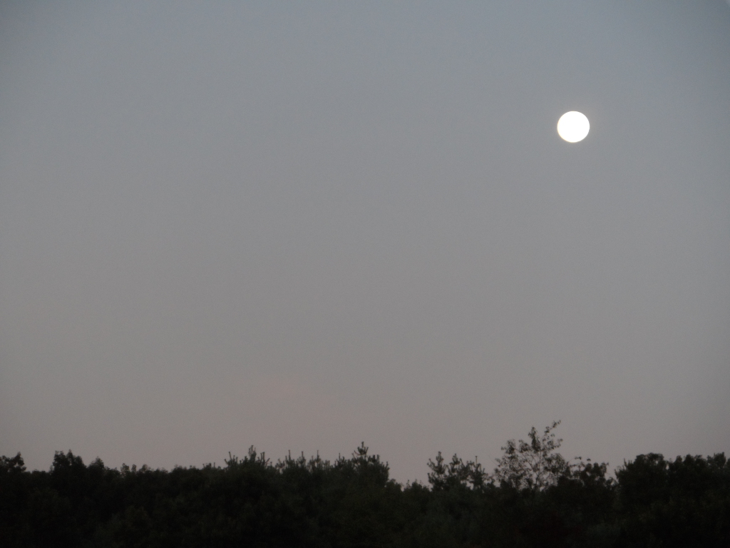 Harvest Moon (video game)