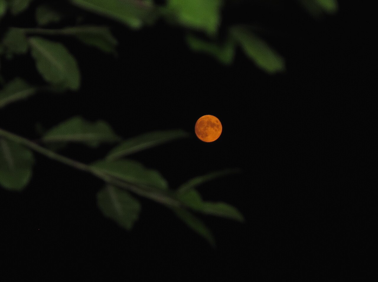 Harvest Moon (video game)