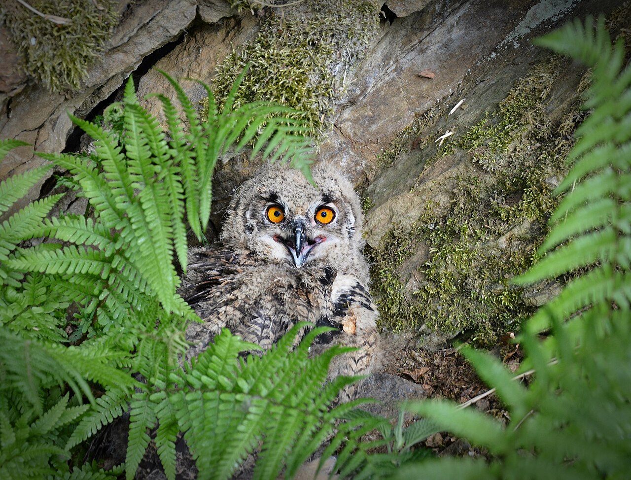 Bubo