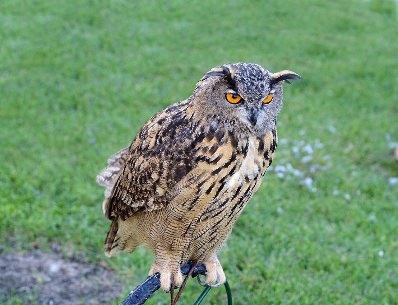 Bubo