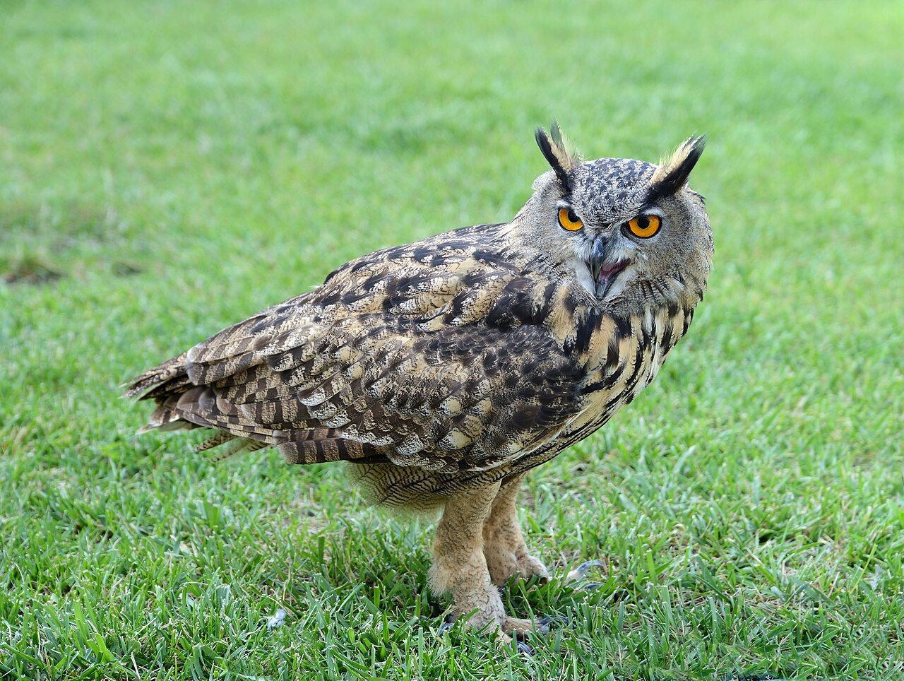 Bubo