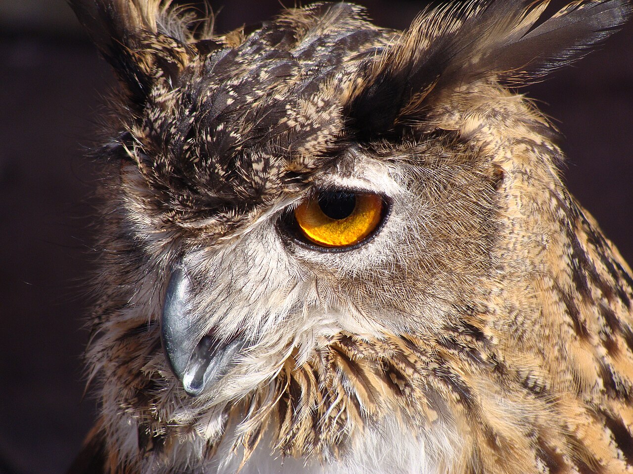 Bubo
