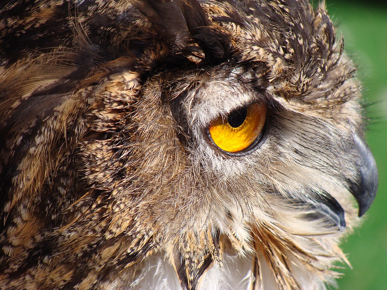 Bubo