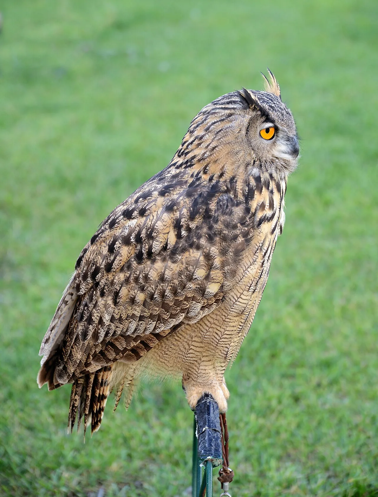 Bubo