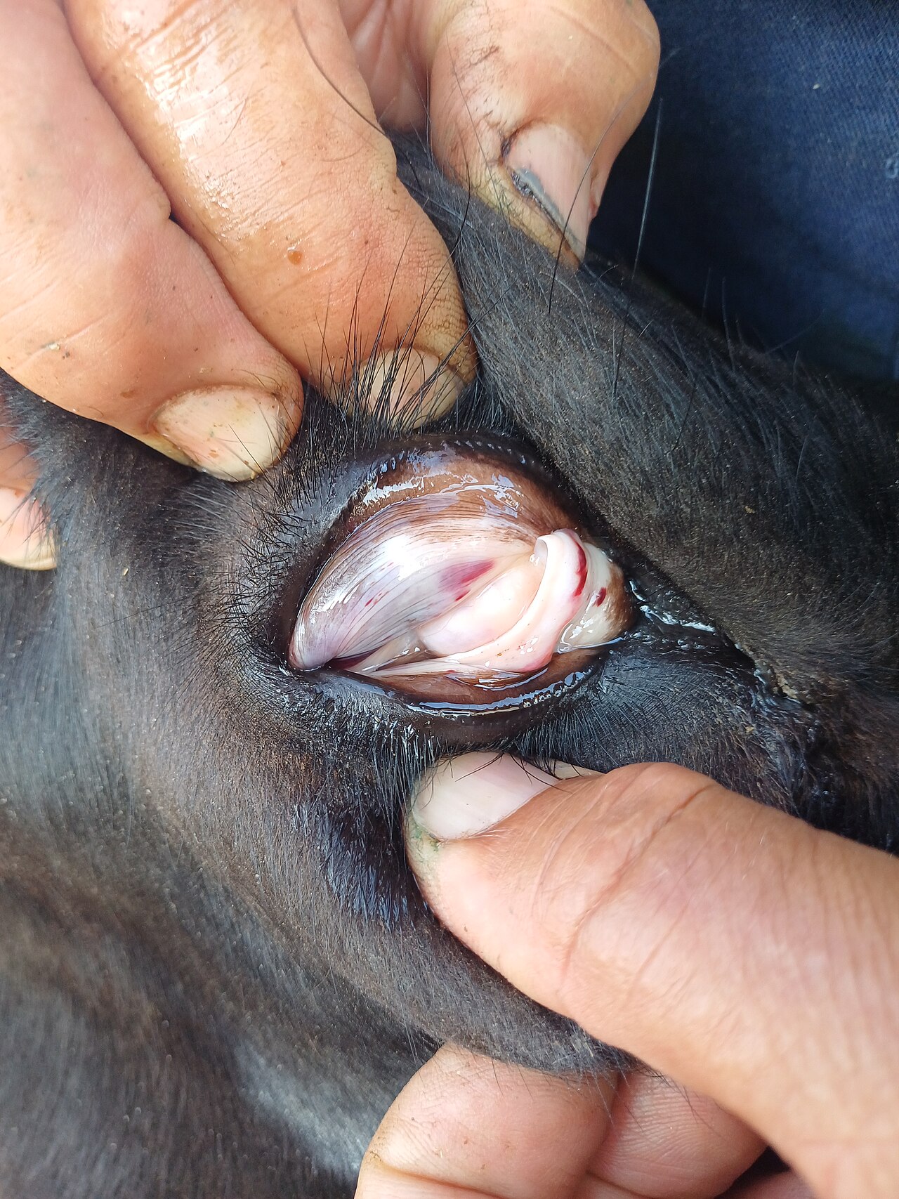 Petechia