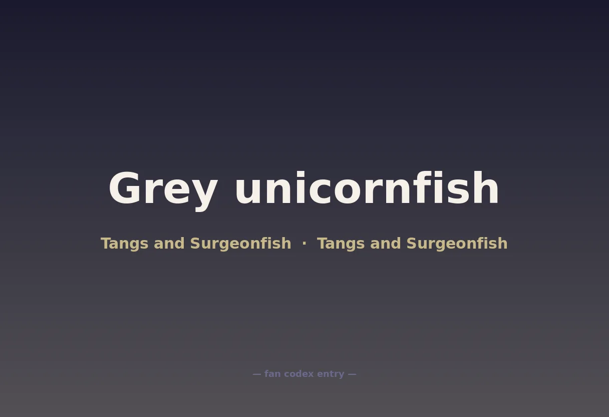 Grey unicornfish