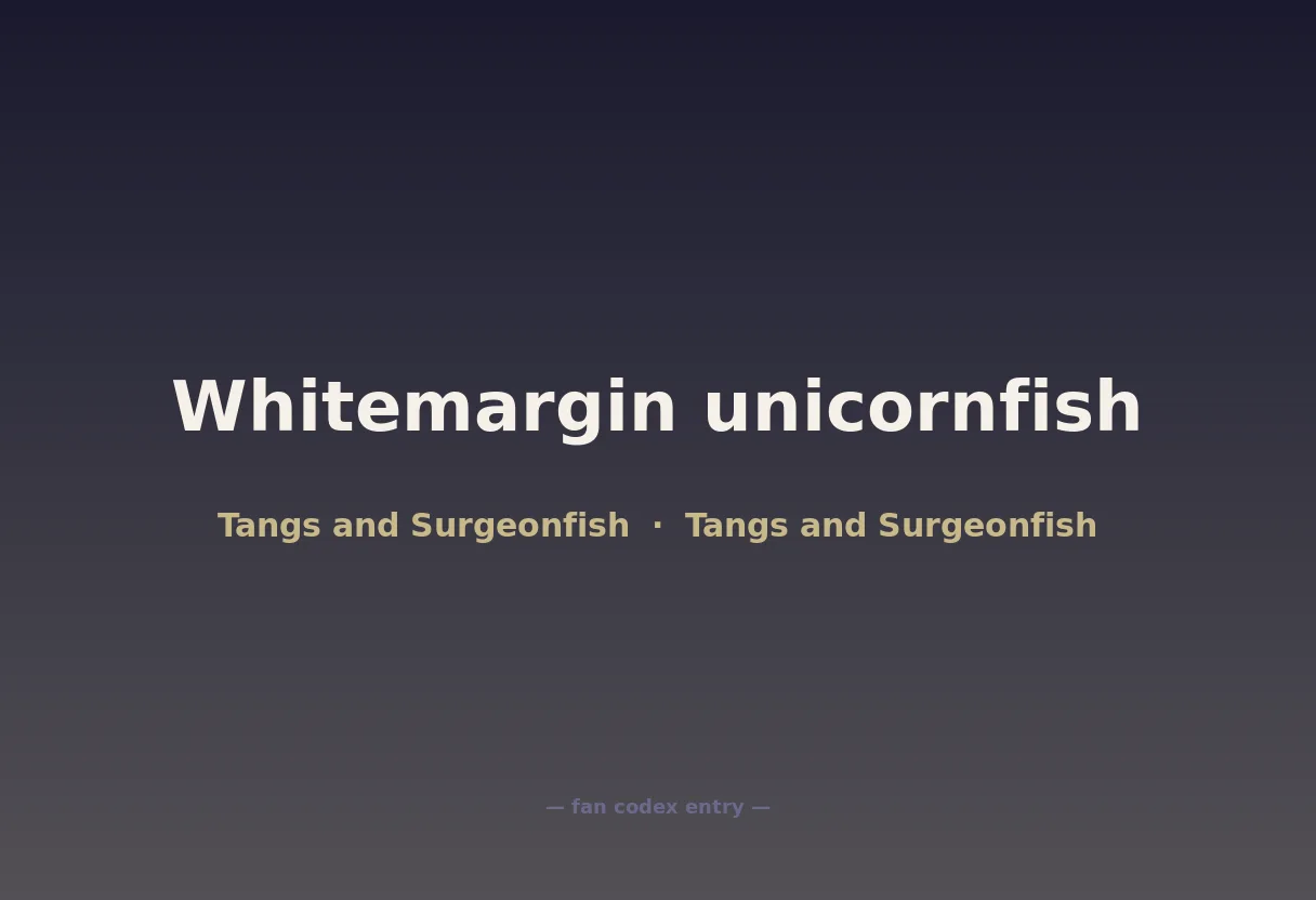 Whitemargin unicornfish