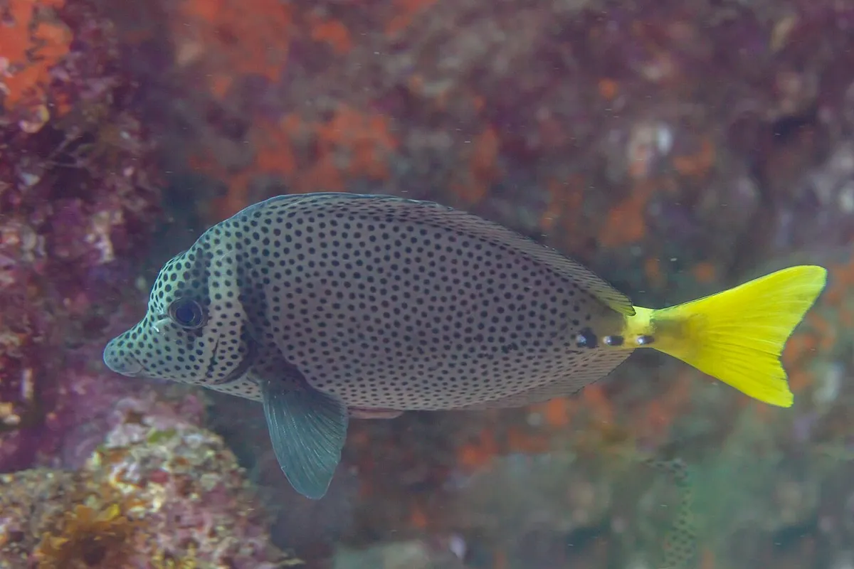 Prionurus