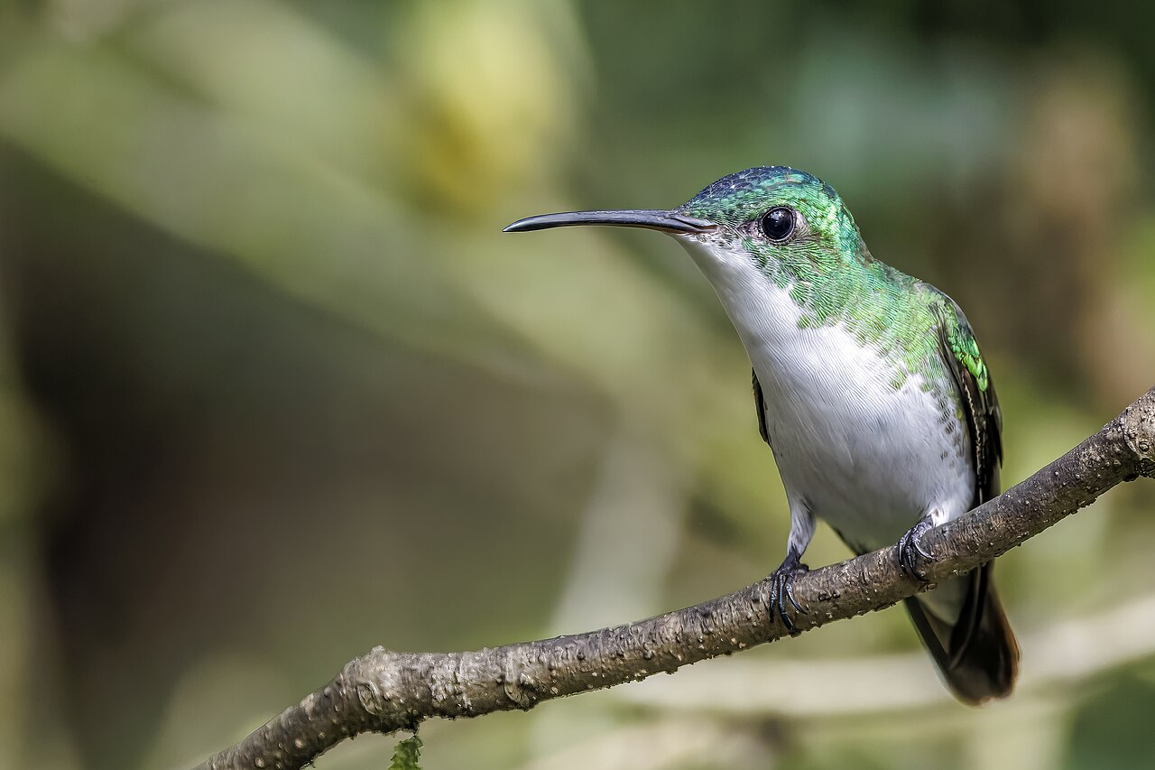 Emerald (2025 TV series)