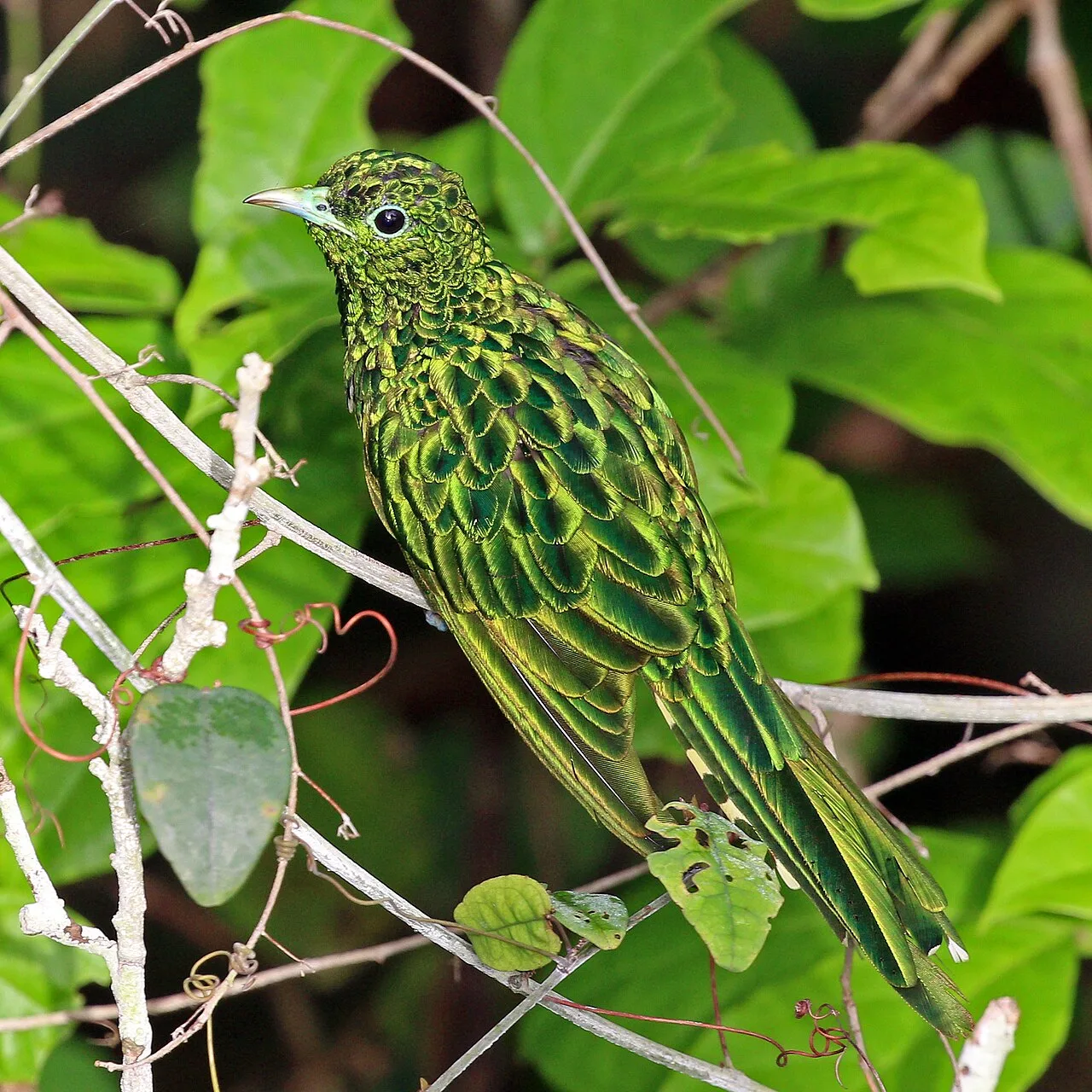 Emerald (2025 TV series)