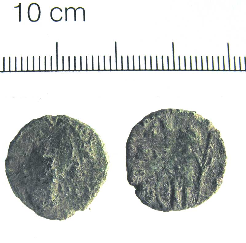 Carausius