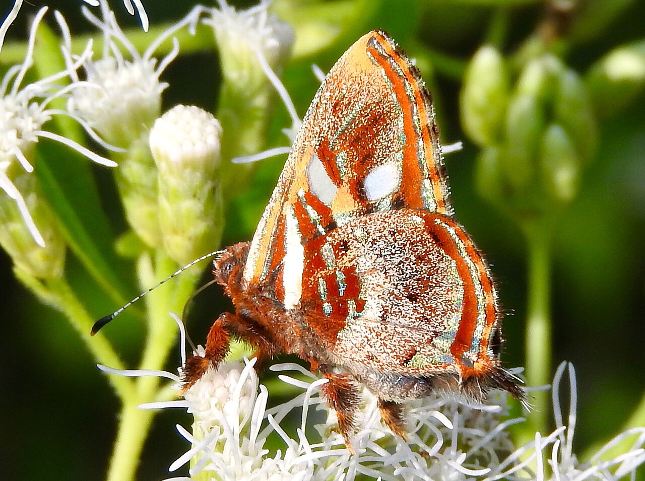 Carausius