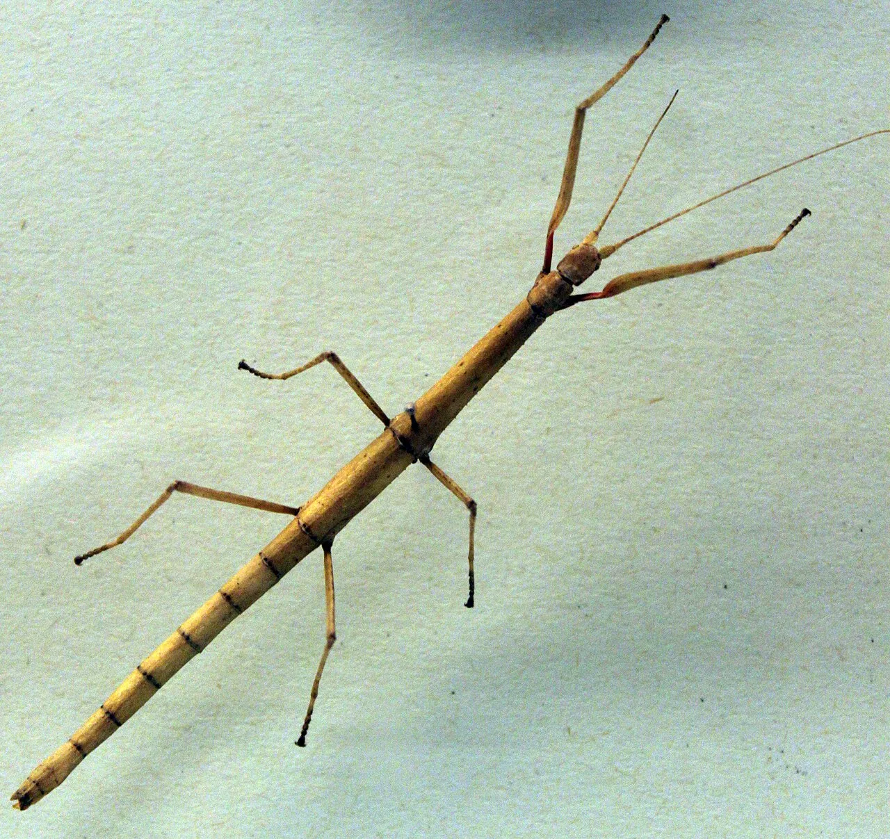 Carausius