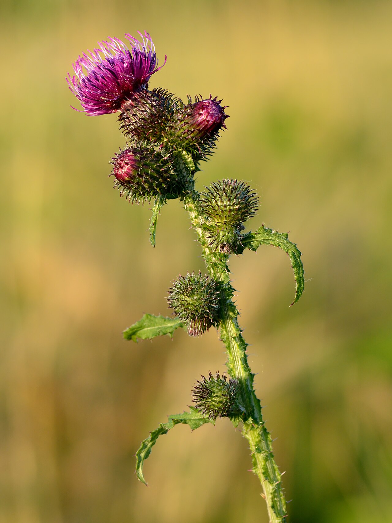 Crispus