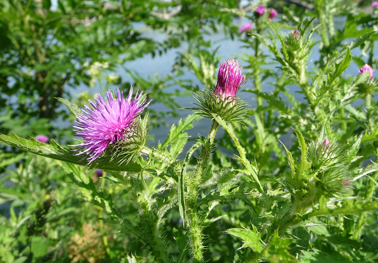 Crispus