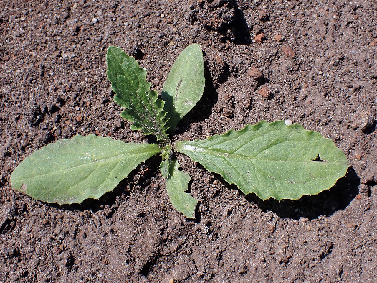 Crispus