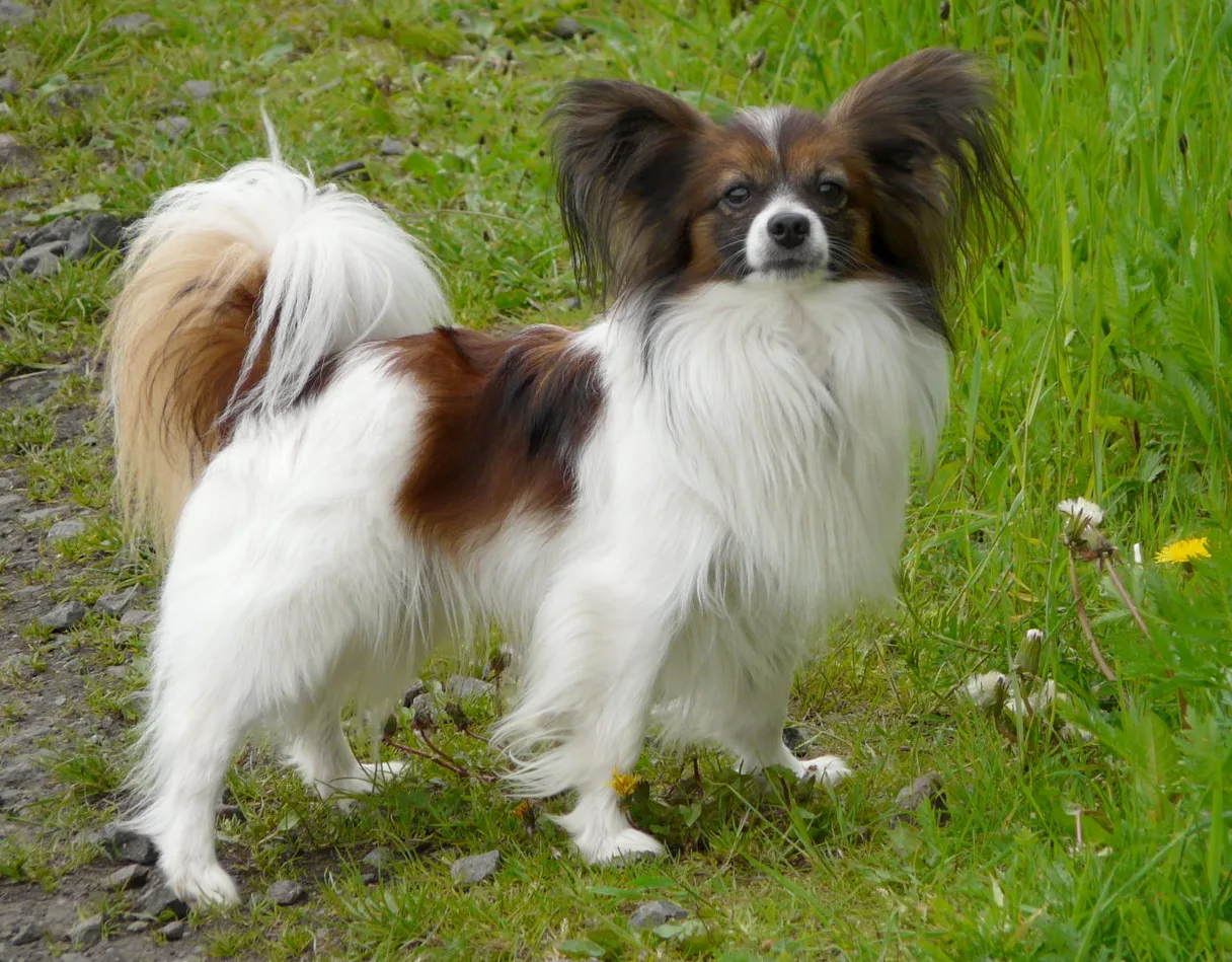 Continental Toy Spaniel