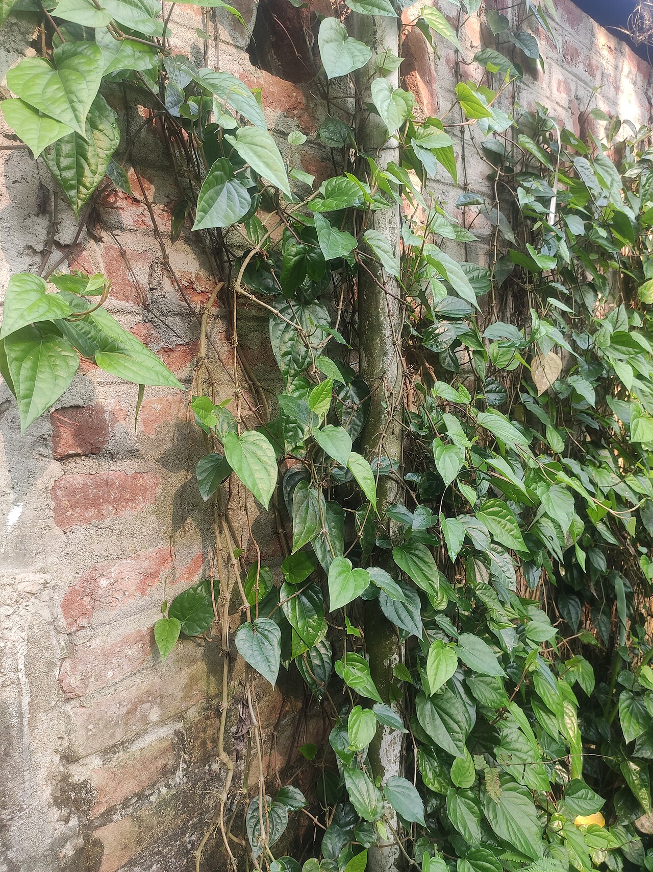 Betel nut chewing
