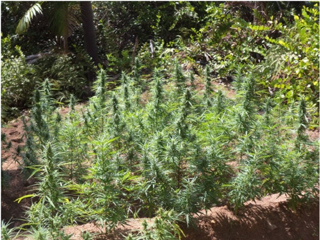 Cannabis (drug)