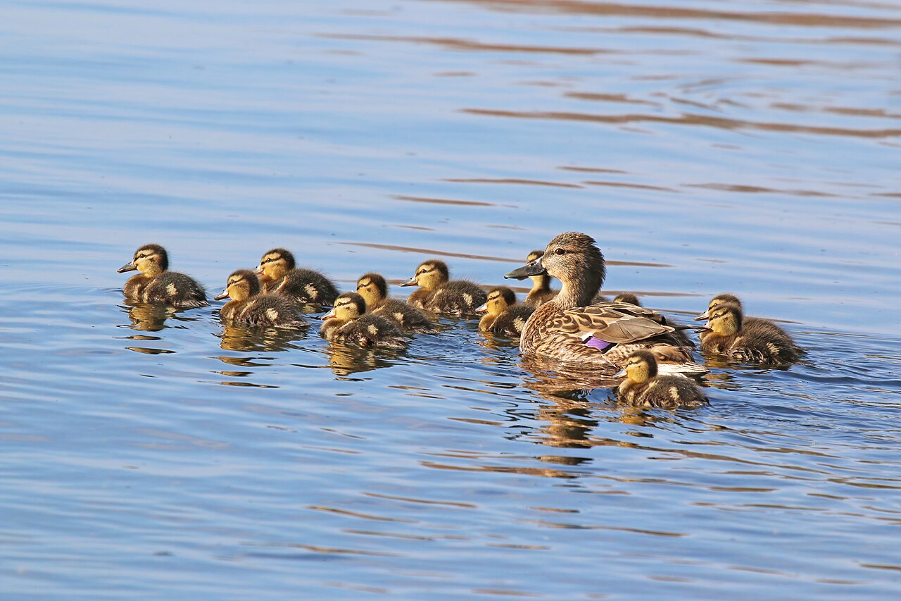 Mallard (Anas platyrhynchos) and 12 chicks