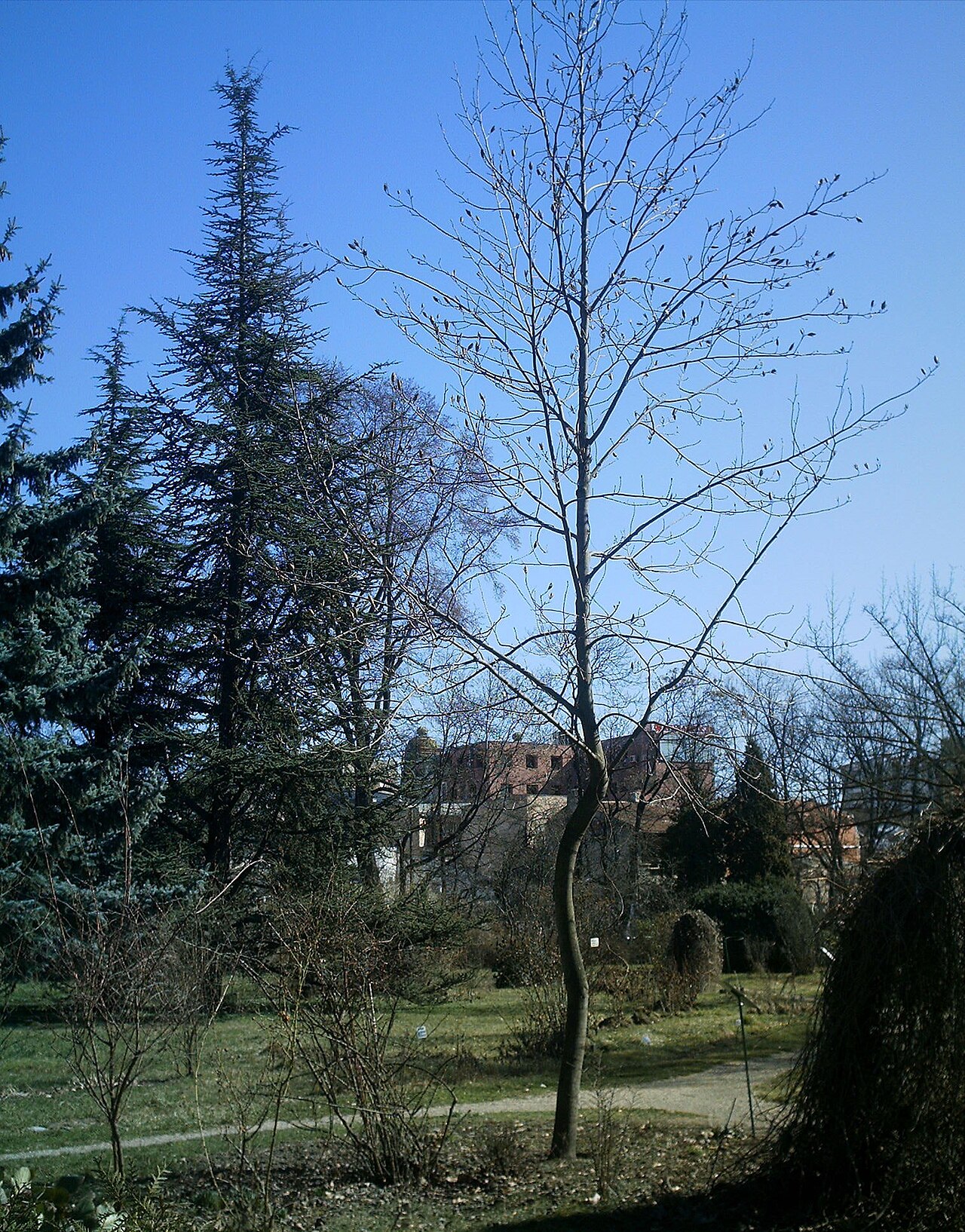 Liriodendron