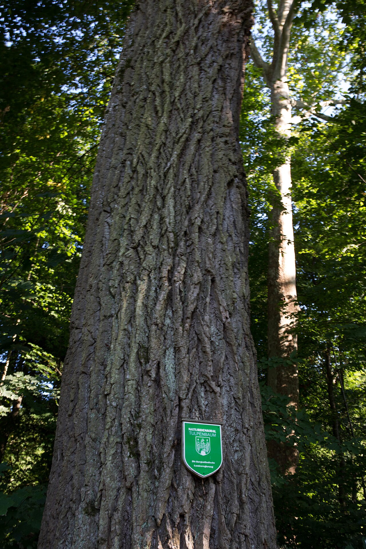 Liriodendron