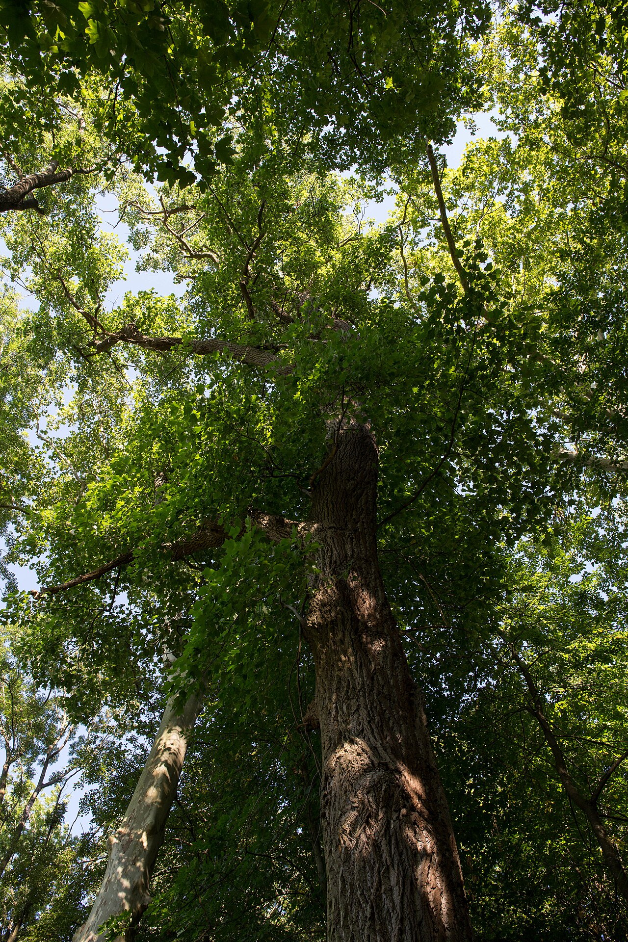 Liriodendron