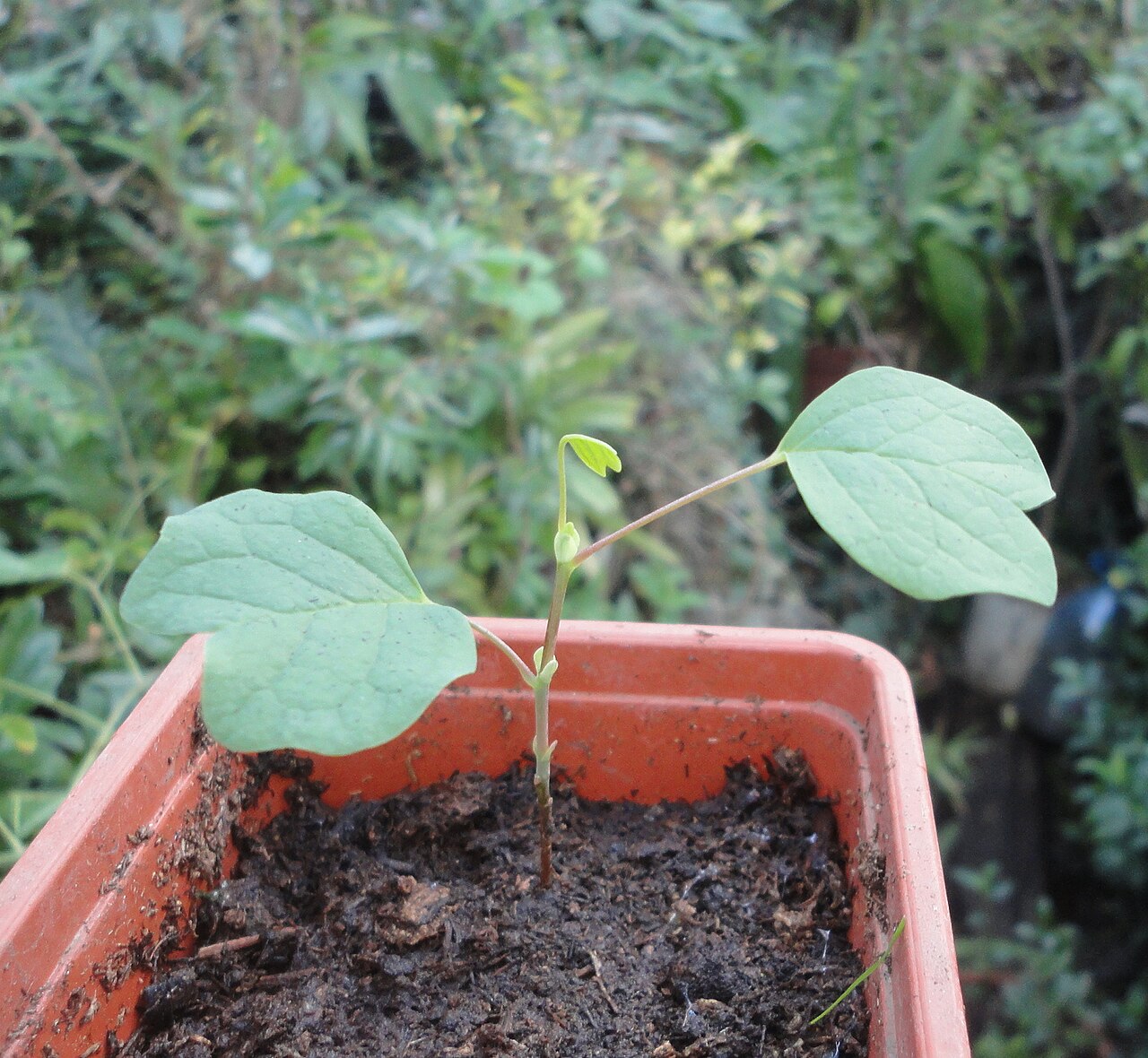 Liriodendron