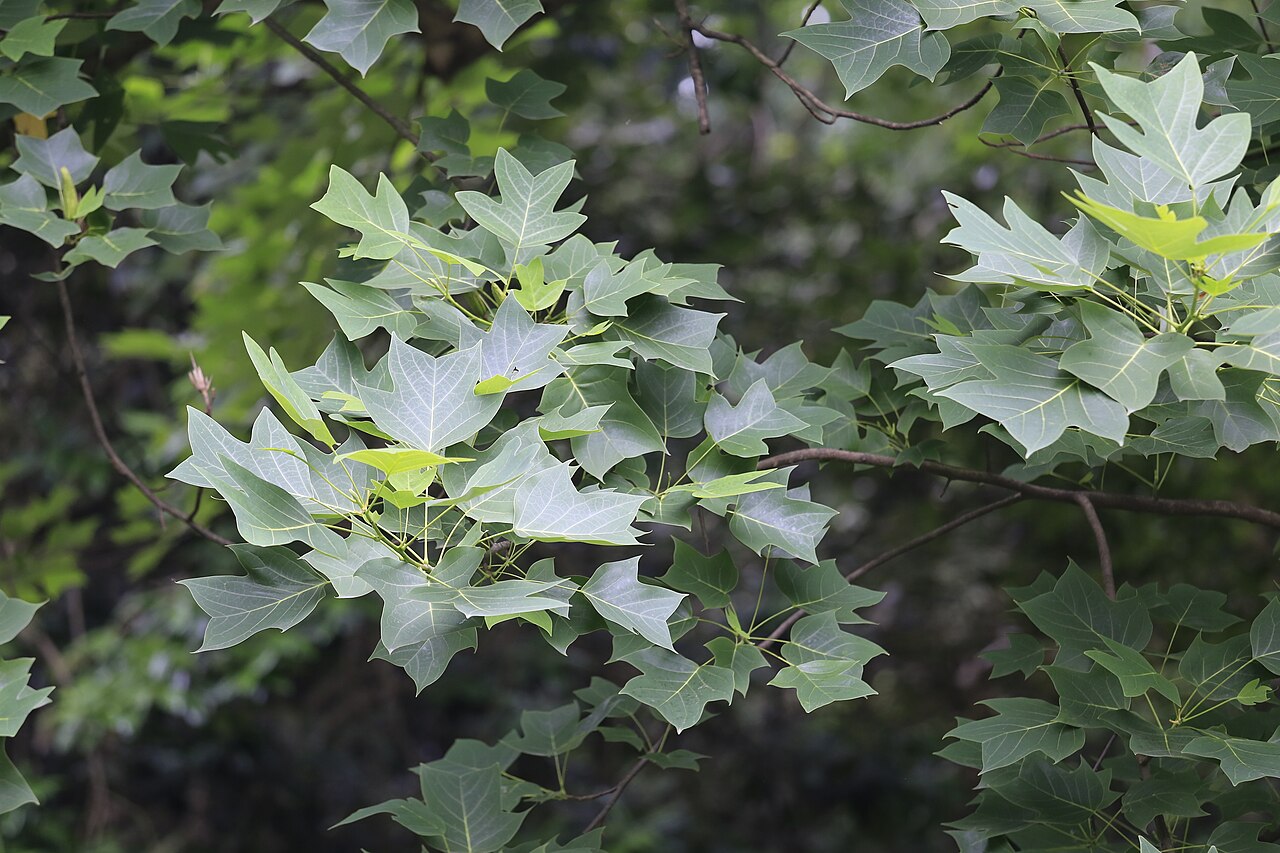 Liriodendron