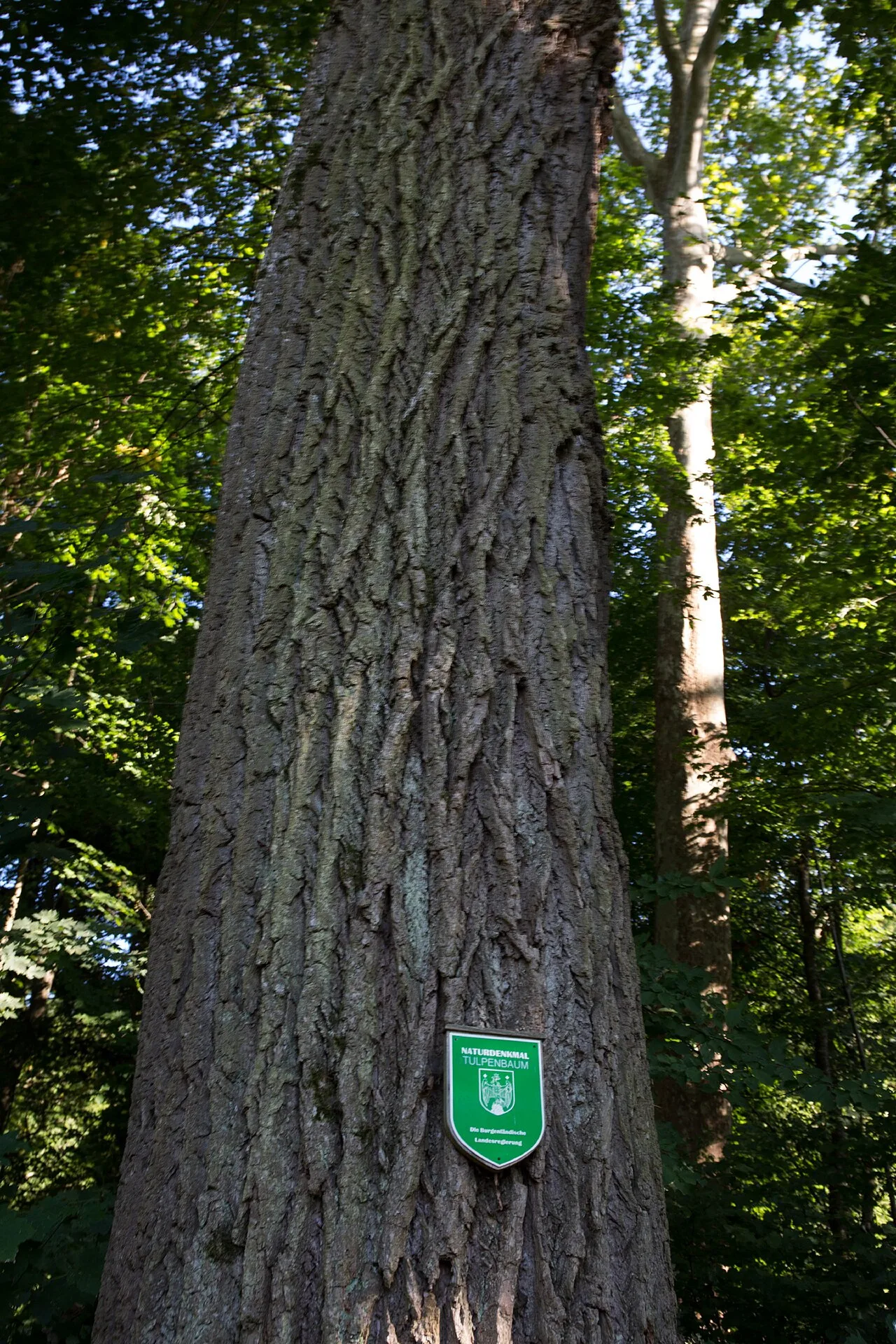 Liriodendron