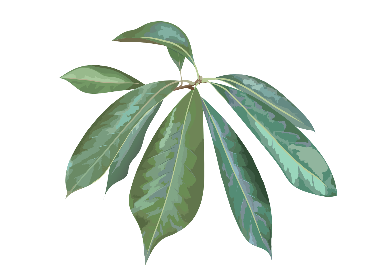 Lithocarpus