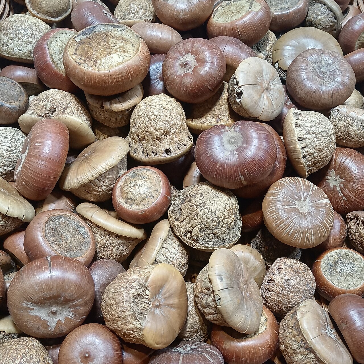 Lithocarpus