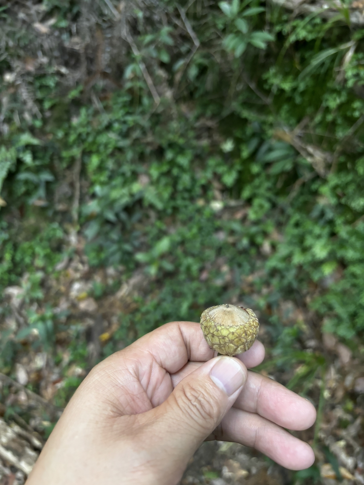Lithocarpus