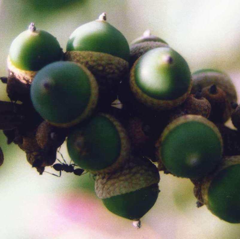 Lithocarpus