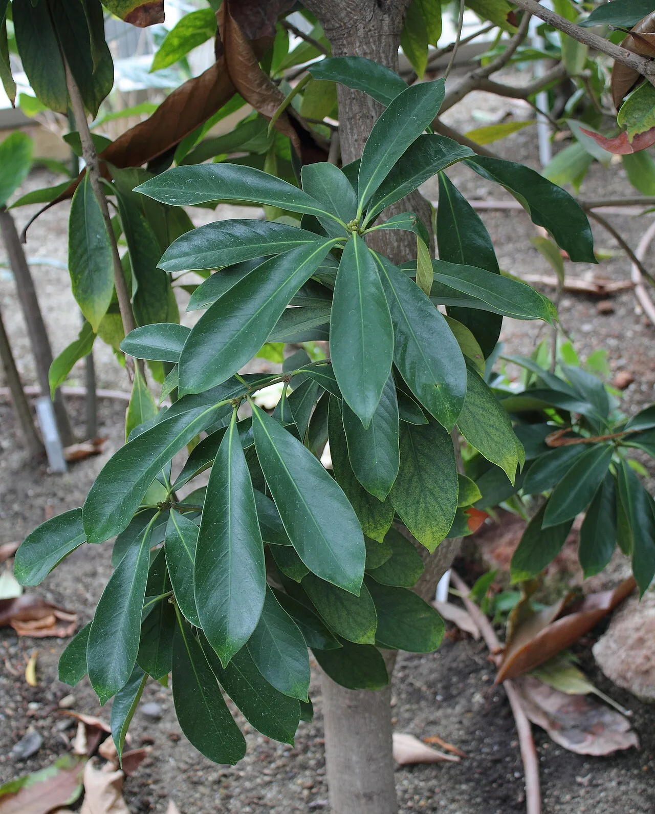 Lithocarpus