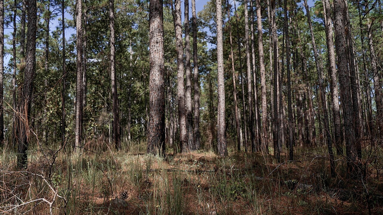 Longleaf pine