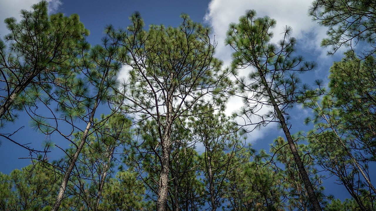 Longleaf pine