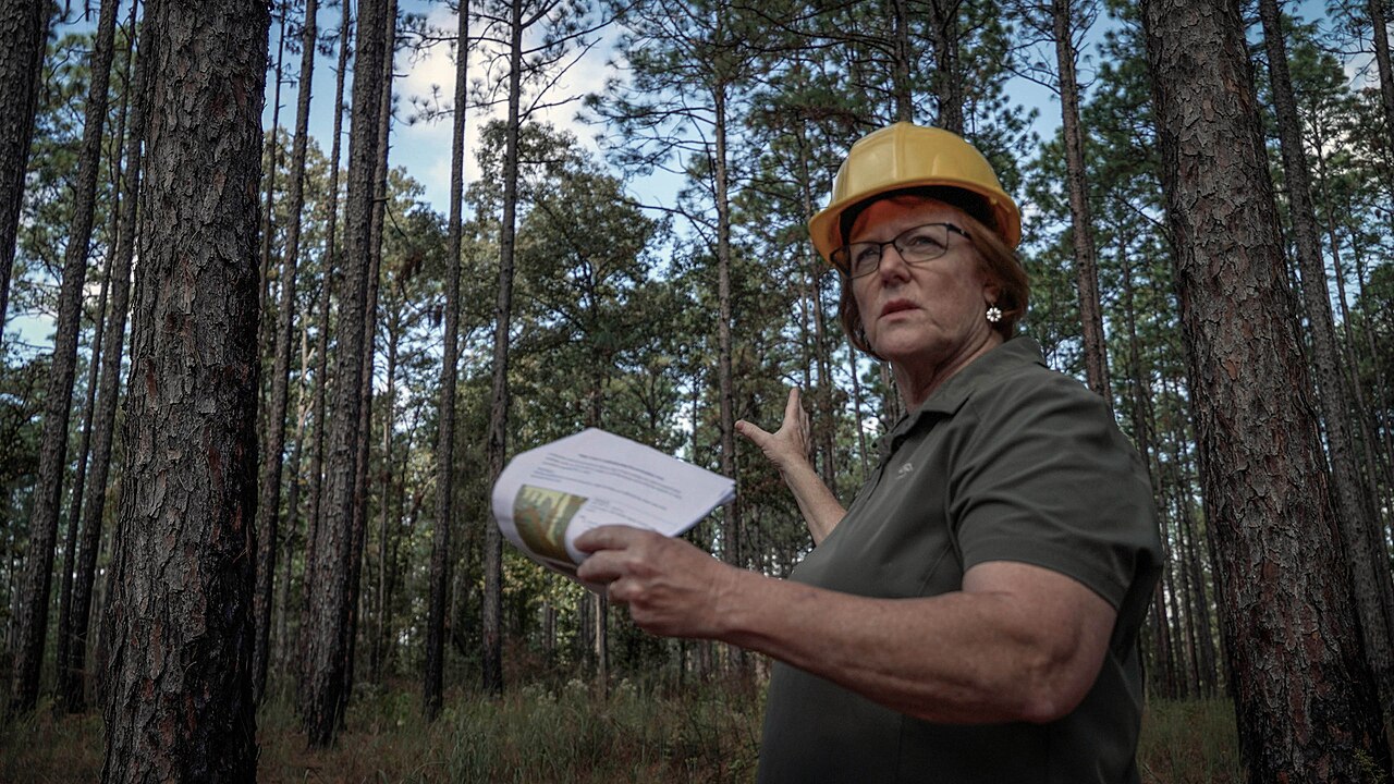 Longleaf pine