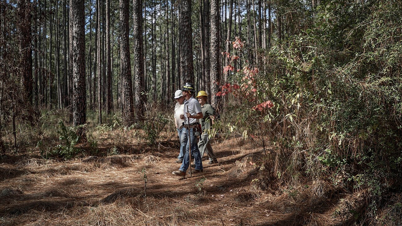 Longleaf pine