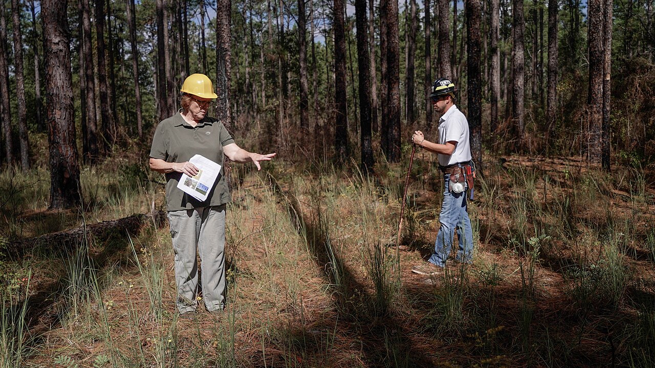 Longleaf pine