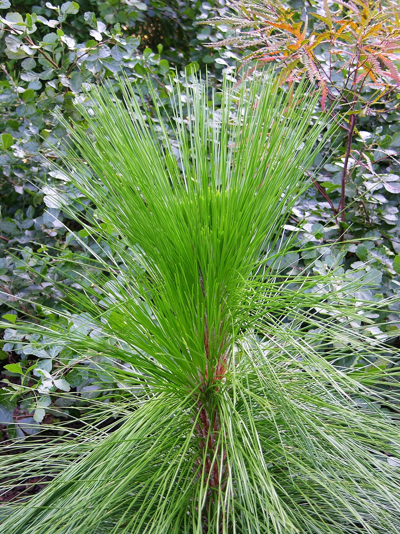 Longleaf pine