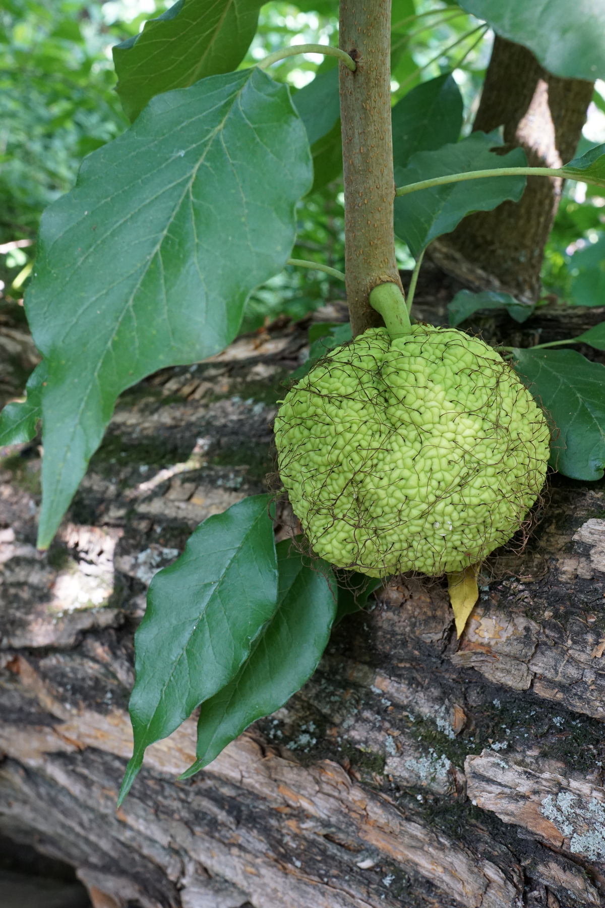 Maclura pomifera