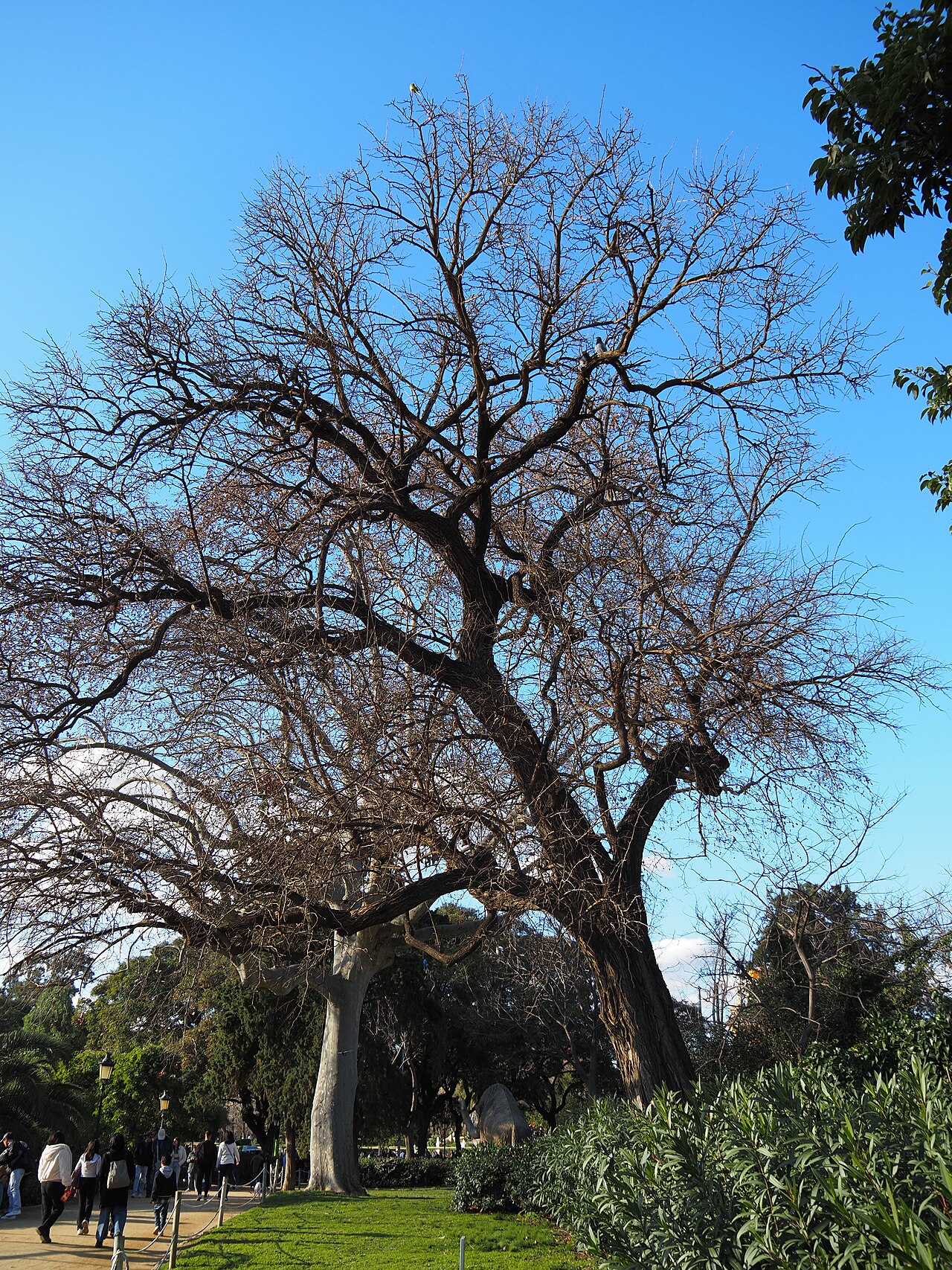Maclura pomifera