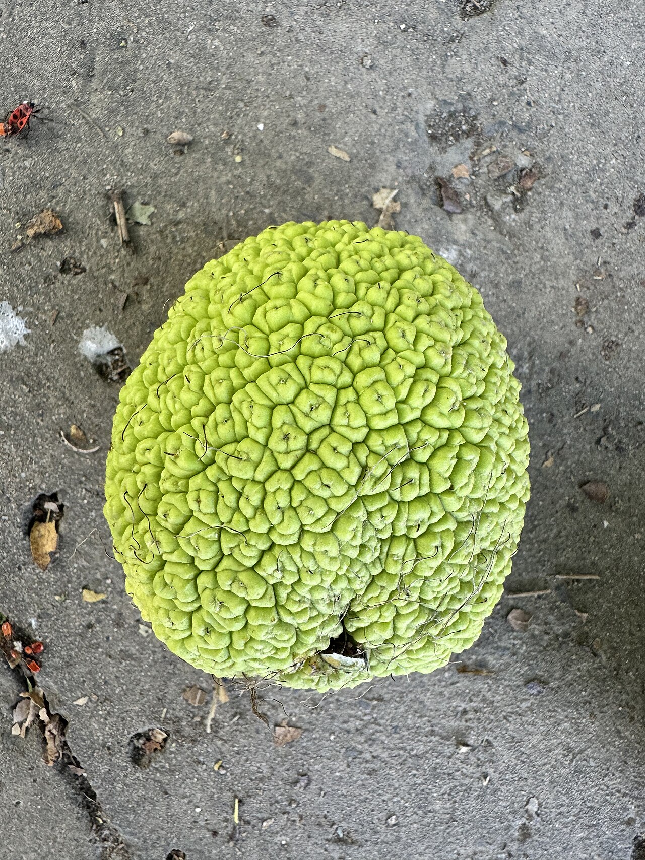 Maclura pomifera